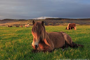 冰岛马是最喜欢悠闲的动物