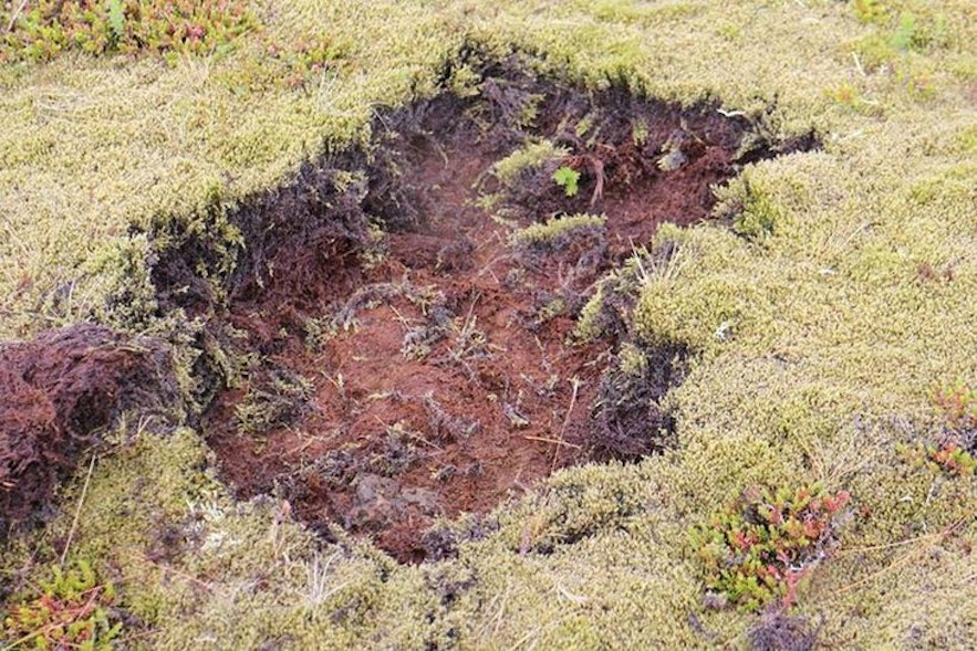 冰岛被破坏的苔藓地