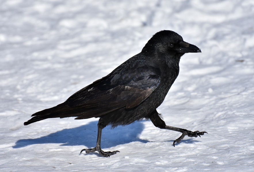 The autumn population of ravens in Iceland is approximately 12 to 15 thousand.