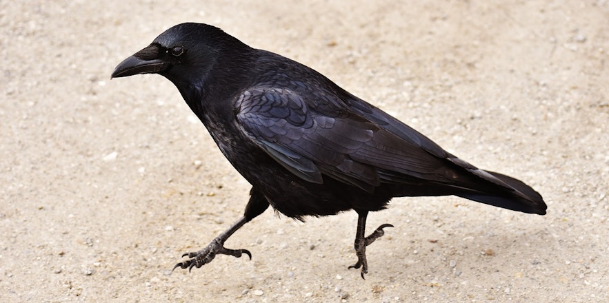 与渡鸦不同，乌鸦不在冰岛筑巢。