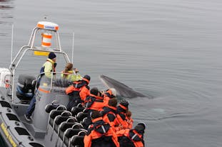一只好奇的小须鲸接近快艇。
