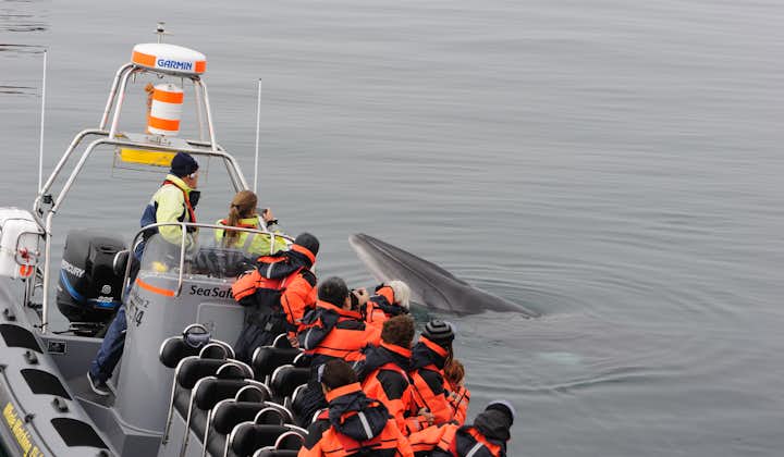 고래, 퍼핀 관측 투어| 레이캬비크 해안 보트 여행
