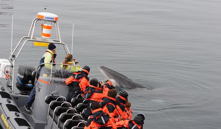 Une baleine Minke curieuse enquête sur le bateau.
