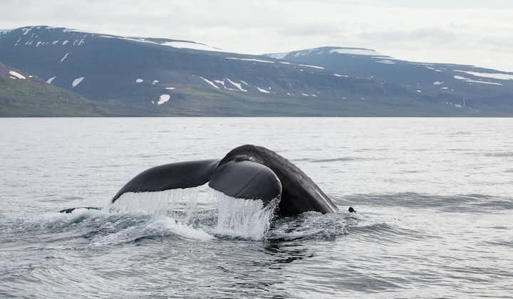 A whale tail is photographed during a whale watching tour off the waters of the Westfjords.