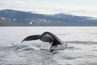 A whale tail is photographed during a whale watching tour off the waters of the Westfjords.
