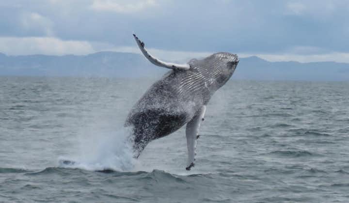 4 gatunki zwierząt są regularnie widziane podczas rejsów oglądania wielorybów z Reykjaviku.