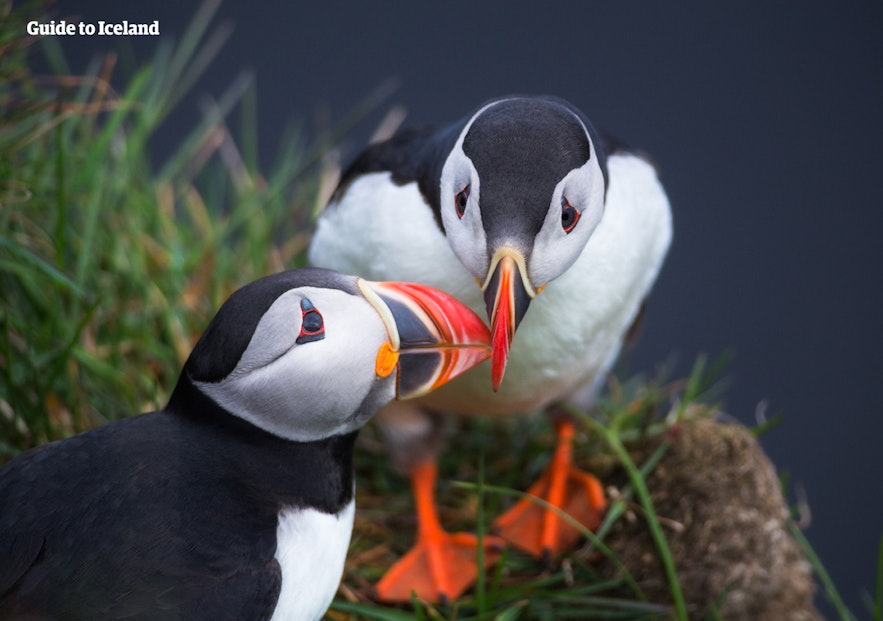 You may see puffins by Husavik in summer