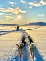 Minnesvärd tretimmars vintertur med hundsläde inklusive transfer från Reykjavik