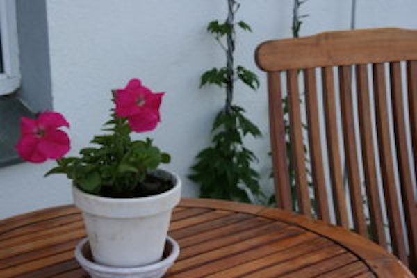 A red flower in a white pot on a wooden table outside at Jadar Farm.