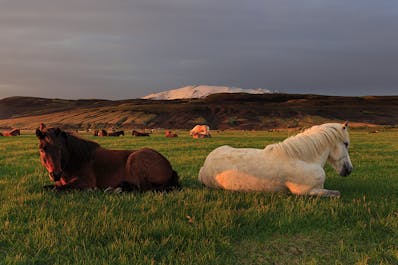 斯奈山半岛中央的斯奈菲尔冰川火山是冰岛最著名的景点之一