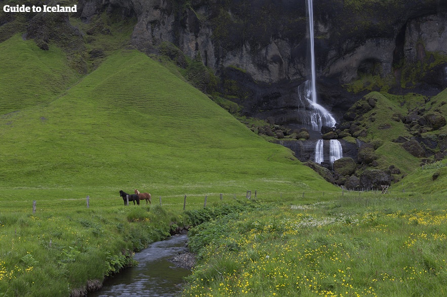 A waterfall with Icelandic horses