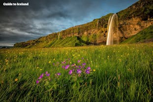 L'une des rivières créée par les eaux de fonte de l'Eyjafjallajökull mène à la superbe cascade de Seljalandsfoss dans l'Islande du sud.