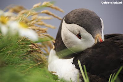 Every year over 10 million puffins flock to Iceland to nest in the country's seaside cliffs.