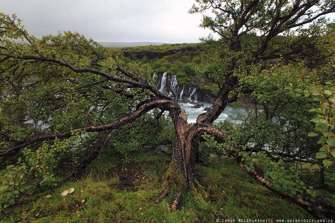 Der Wasserfall Hraunfossar liegt im Westen Islands, ganz in der Nähe eines anderen Wasserfalls mit Namen Barnafoss.