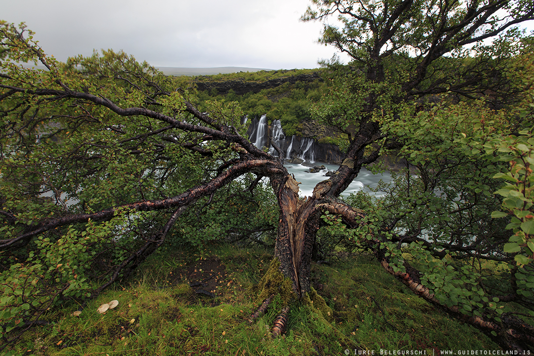 Hraunfossar waterfall is in west Iceland, next to another waterfall called Barnafoss.