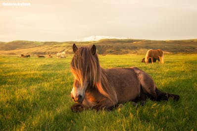 ヘクラ火山を背景に草を食むアイスランド馬