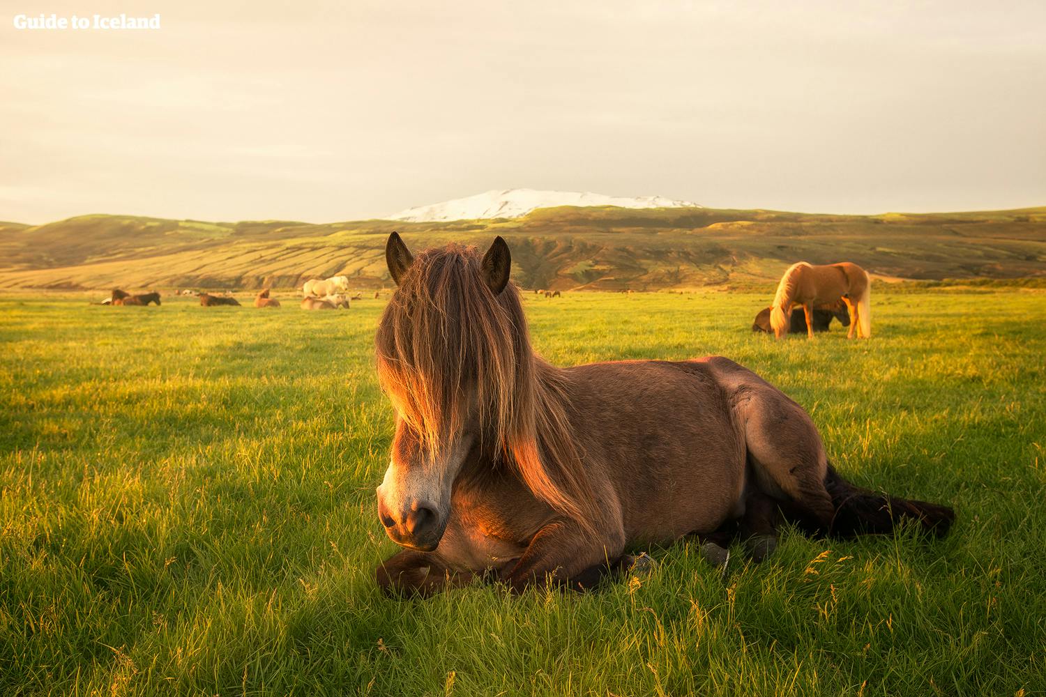 Luierende IJslandse paarden met op de achtergrond Hekla, een van 's werelds dodelijkste vulkanen.