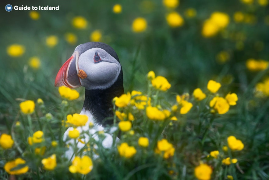 想想可爱的海鹦！在冰岛旅行要有责任感！