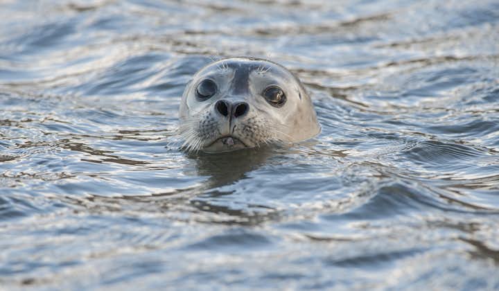 Expect to see seals lounging on the shores of Ytri-Tunga on the Snæfellsnes Peninsula.