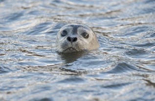 Uno puede esperar ver focas retozando en las costas de Ytri-Tunga, en la península de Snaefellsnes.