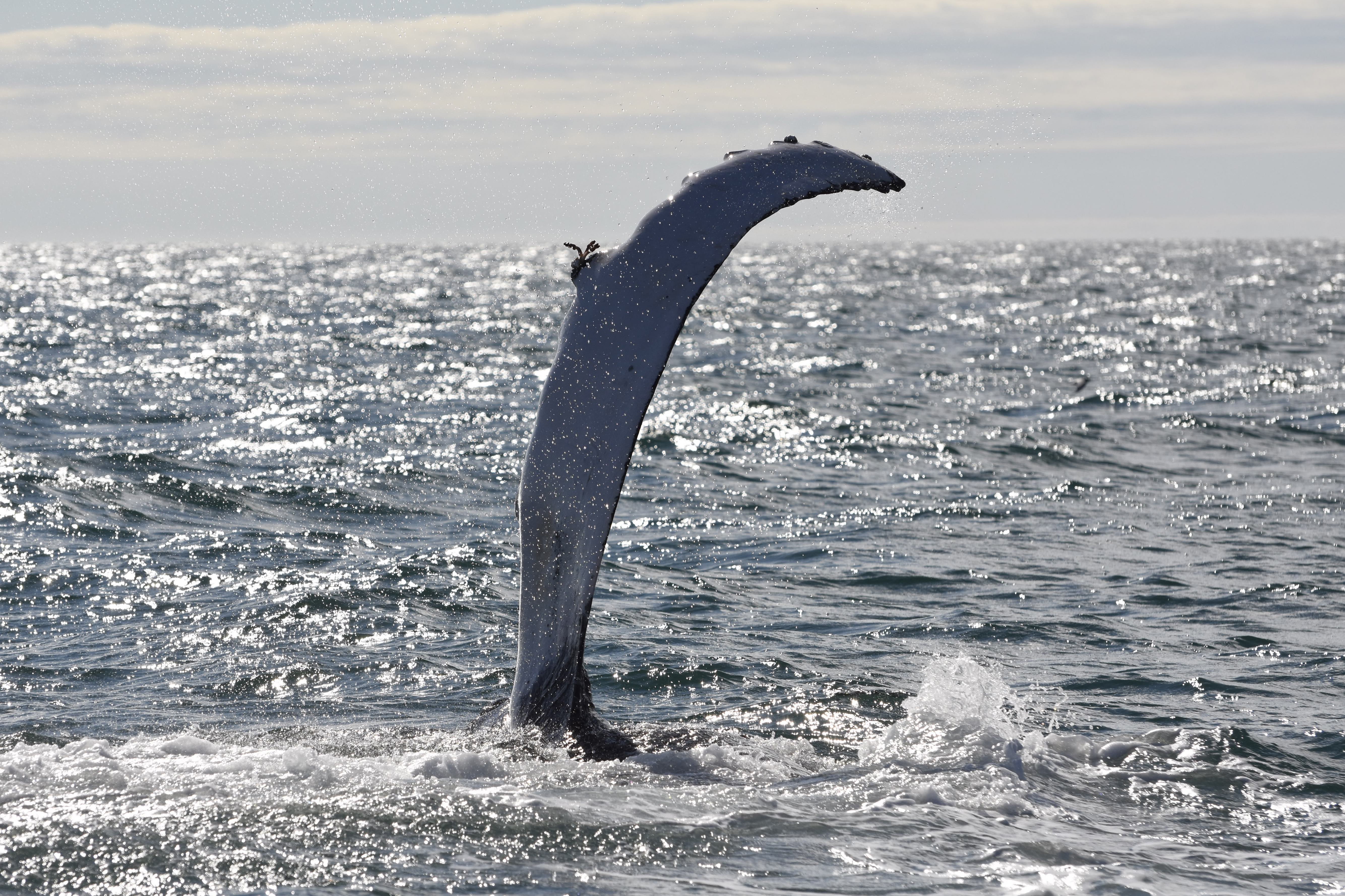 Excursion Pour Voir Les Baleines Avec Prise En Charge à Akureyri ...