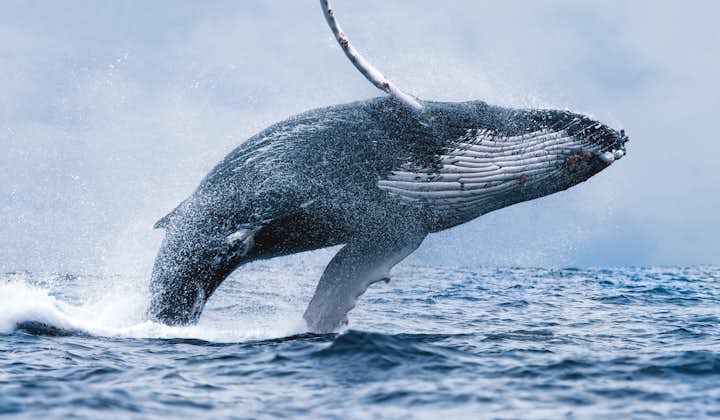 这是雷克雅未克价格最低的观鲸旅行团，您有机会看到座头鲸跃出海面的壮观场景
