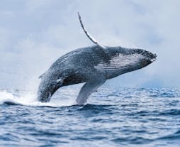 레이캬비크에서 출발하는 베스트 밸류 고래 관찰 여행에서는 거대한 혹등고래가 멋진 곡예를 펼치는 모습을 볼 수 있습니다.