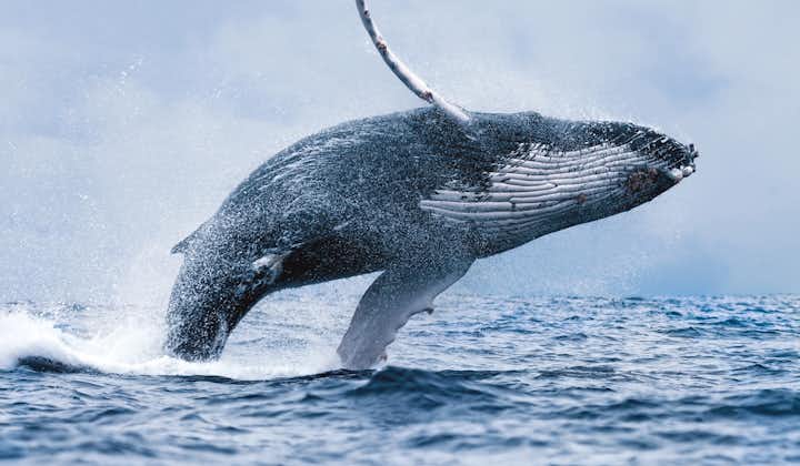การล่องเรือชมวาฬสุดคุ้มจากเรคยากวิกนี้ คุณสามารถเห็นวาฬหลังค่อม กระโดดขึ้นมาจากน้ำ ในท่าที่สวยงามนี้ได้.