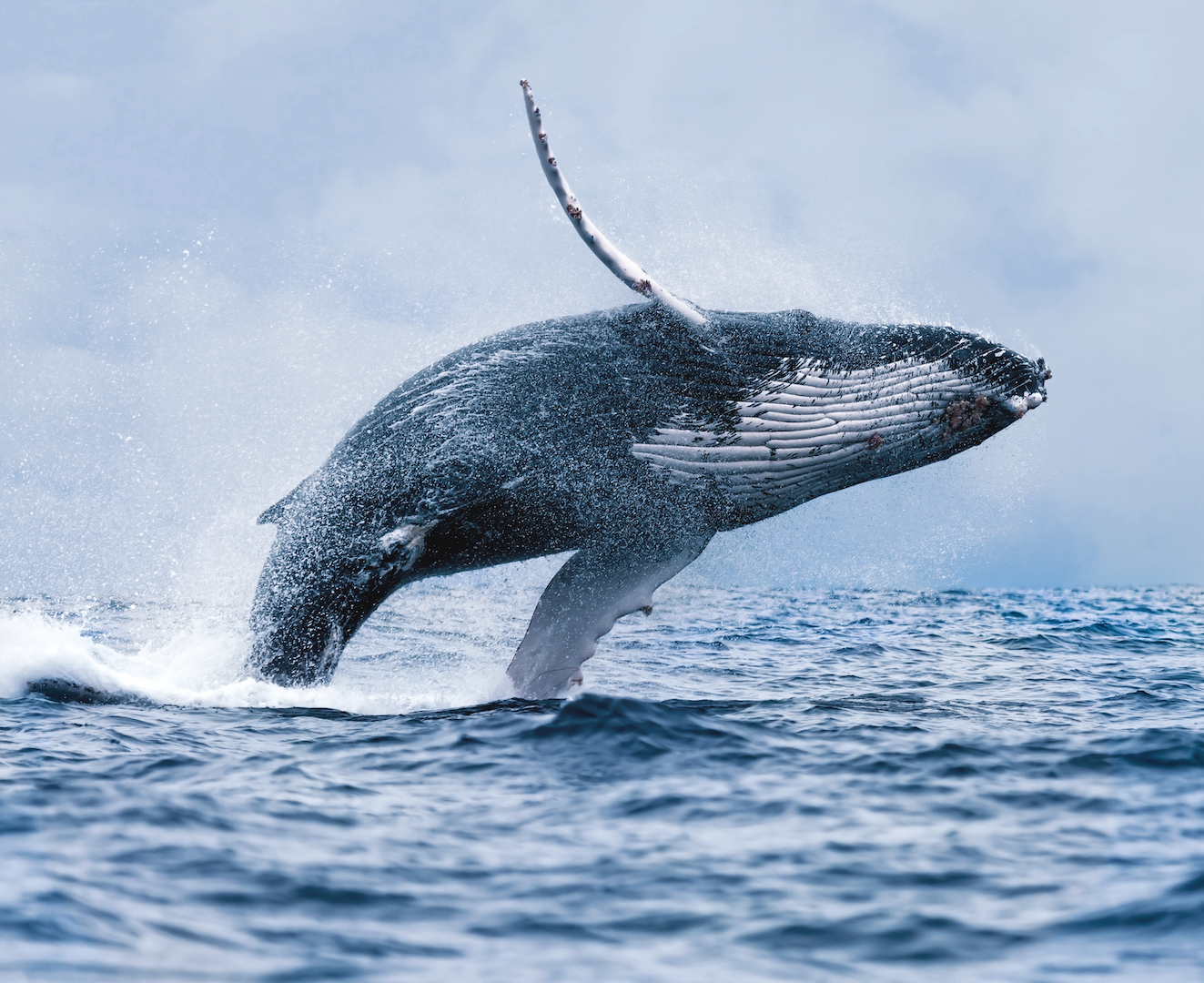 On the Best Value Whale Watching Trip from Reykjavik you might see the giant humpback whale breaching in a stunning acrobatic display.