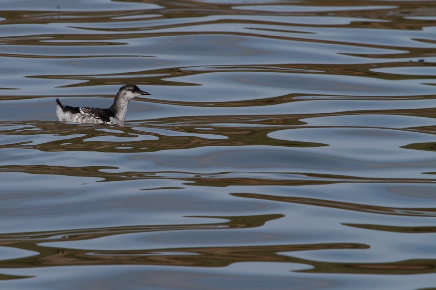 A horned grebe swims off the coast of the Langanes peninsula.