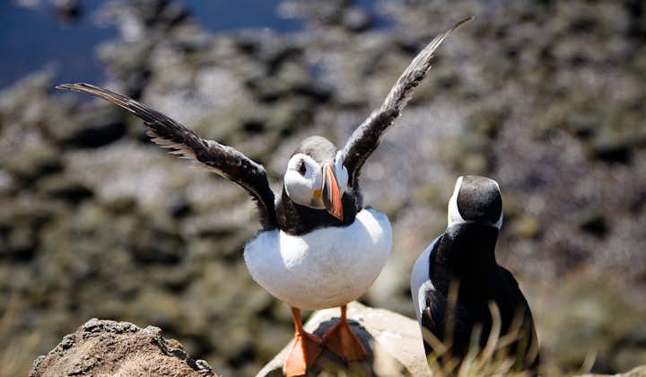 Atlantic puffins can be found in abundance in the Westfjords at Látrabjarg cliffs in the summer.