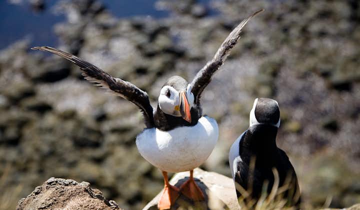 Atlantic puffins can be found in abundance in the Westfjords at Látrabjarg cliffs in the summer.