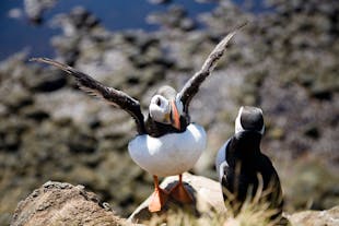 在夏日的冰岛拉特拉尔角观鸟悬崖(Látrabjarg)可以找到大量的北极海鹦Puffin