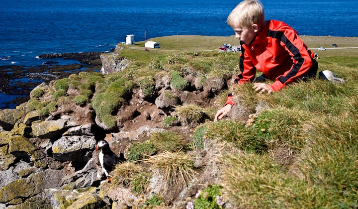 西峡湾地区的拉特拉尔角是冰岛观赏野生动物的胜地。