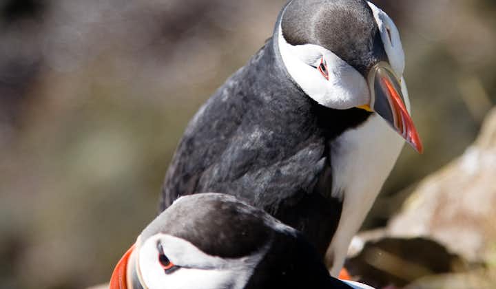 Puffins are one of the most famous wildlife species found in Iceland.