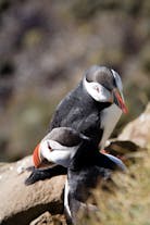 Puffins are one of the most famous wildlife species found in Iceland.