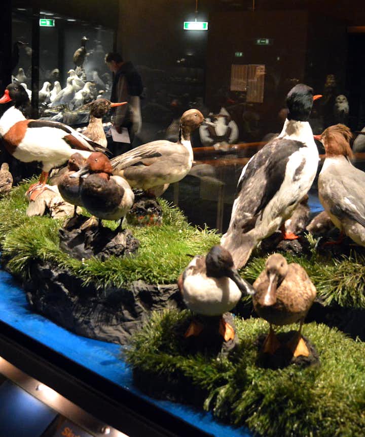The Sigurgeir's Bird Museum at Mývatn - Breeding Birds in Iceland