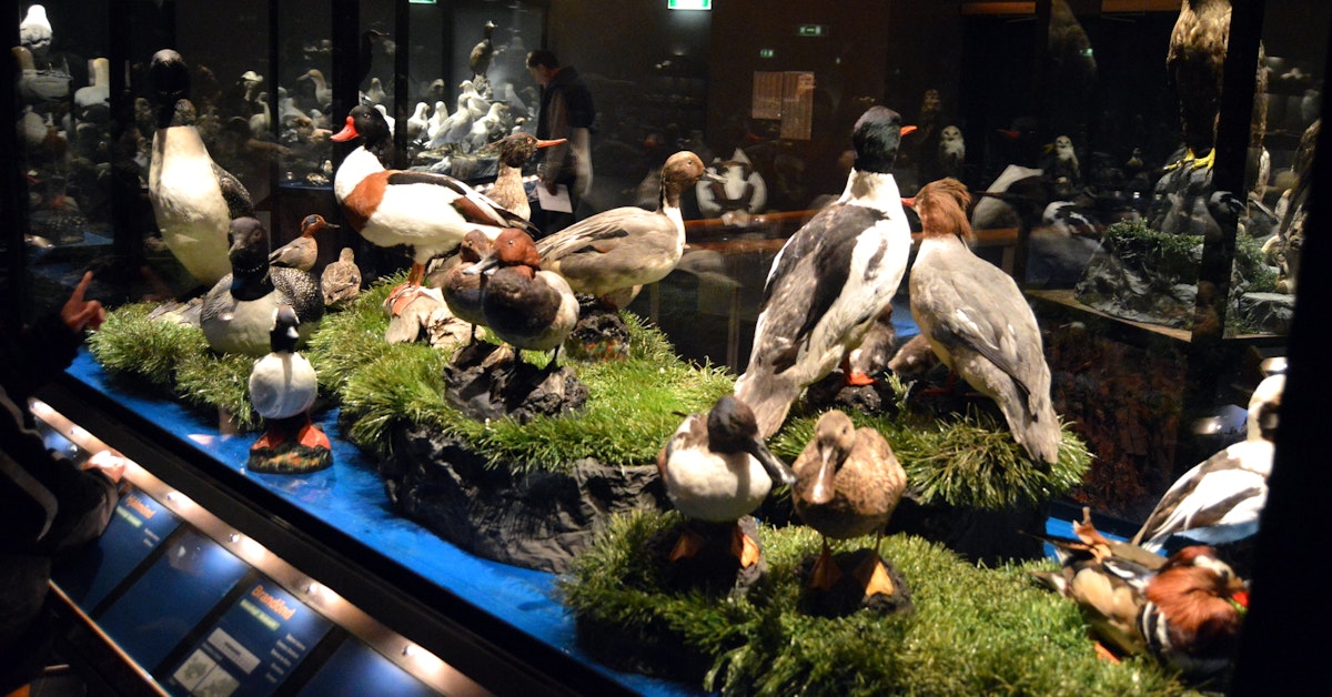 The Sigurgeir S Bird Museum At Myvatn Breeding Birds In