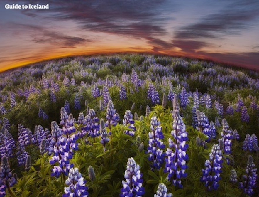 아이슬란드의 루핀 여름꽃
