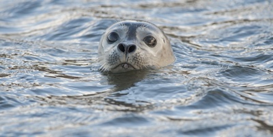Cute little seal in the ice lagoon