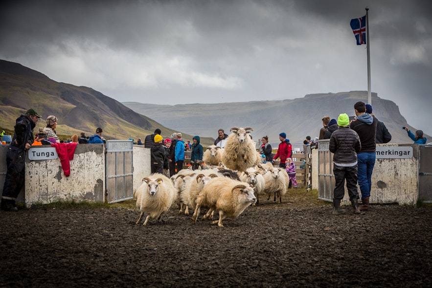 t is very popular to go and see sheep round up in the autumn, driving from Reykjavík to Hvalfjordur is a good option.
