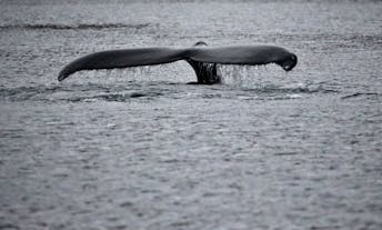 A whale's tail poking out of the water.