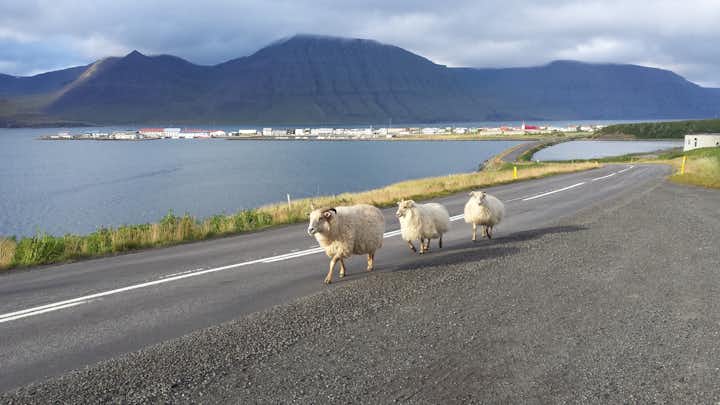 Three sheep walk along the road beside the Isafjardardjup fjord.