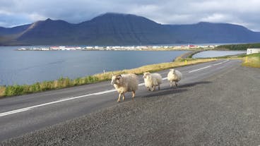 Three sheep walk along the road beside the Isafjardardjup fjord.