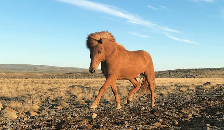 A young Icelandic horse in the Thingvellir National Park.