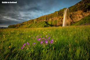 Denne femdagers sommerpakken med bresjøen Jökulsárlón omfatter en tur til noen av de vakreste fossene på Island.