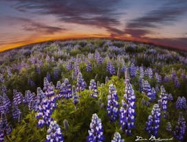 アイスランドの夏に体験できる白夜、夜中まで太陽が沈まず1日中美しい自然が楽しめる