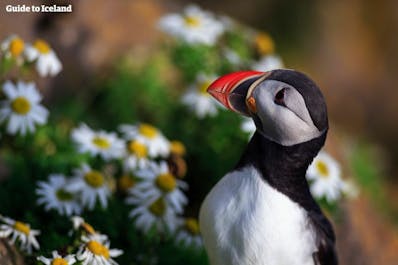 An adorable puffin at Dyrholaey cliffs, standing amongst a cluster of daisies.