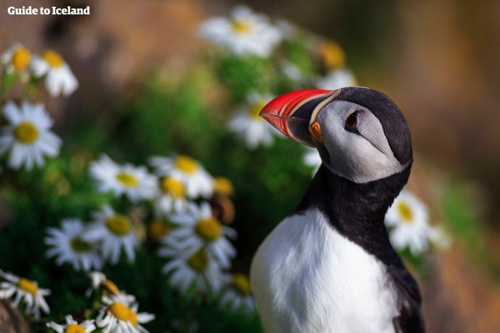 An adorable puffin at Dyrhólaey standing amongst a cluster of daisies.