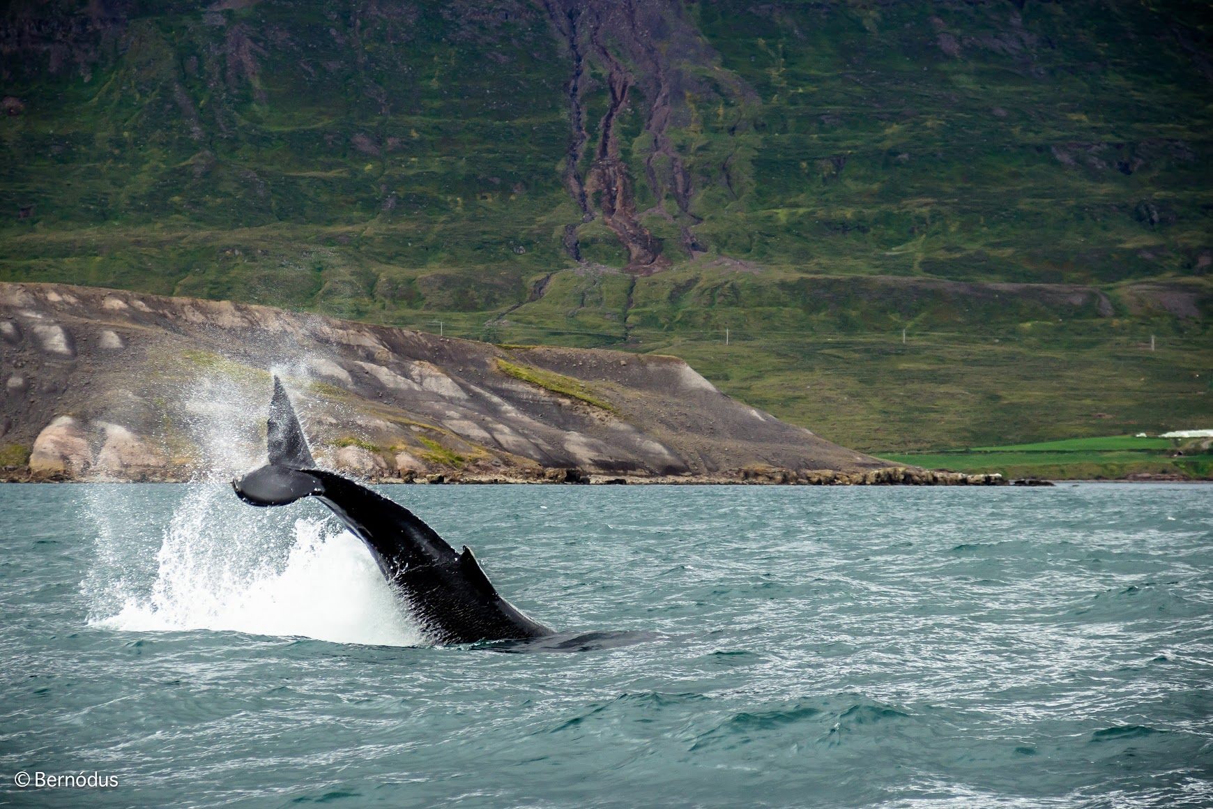 Whale Watching & Sea Angling in Iceland | Guide to Iceland